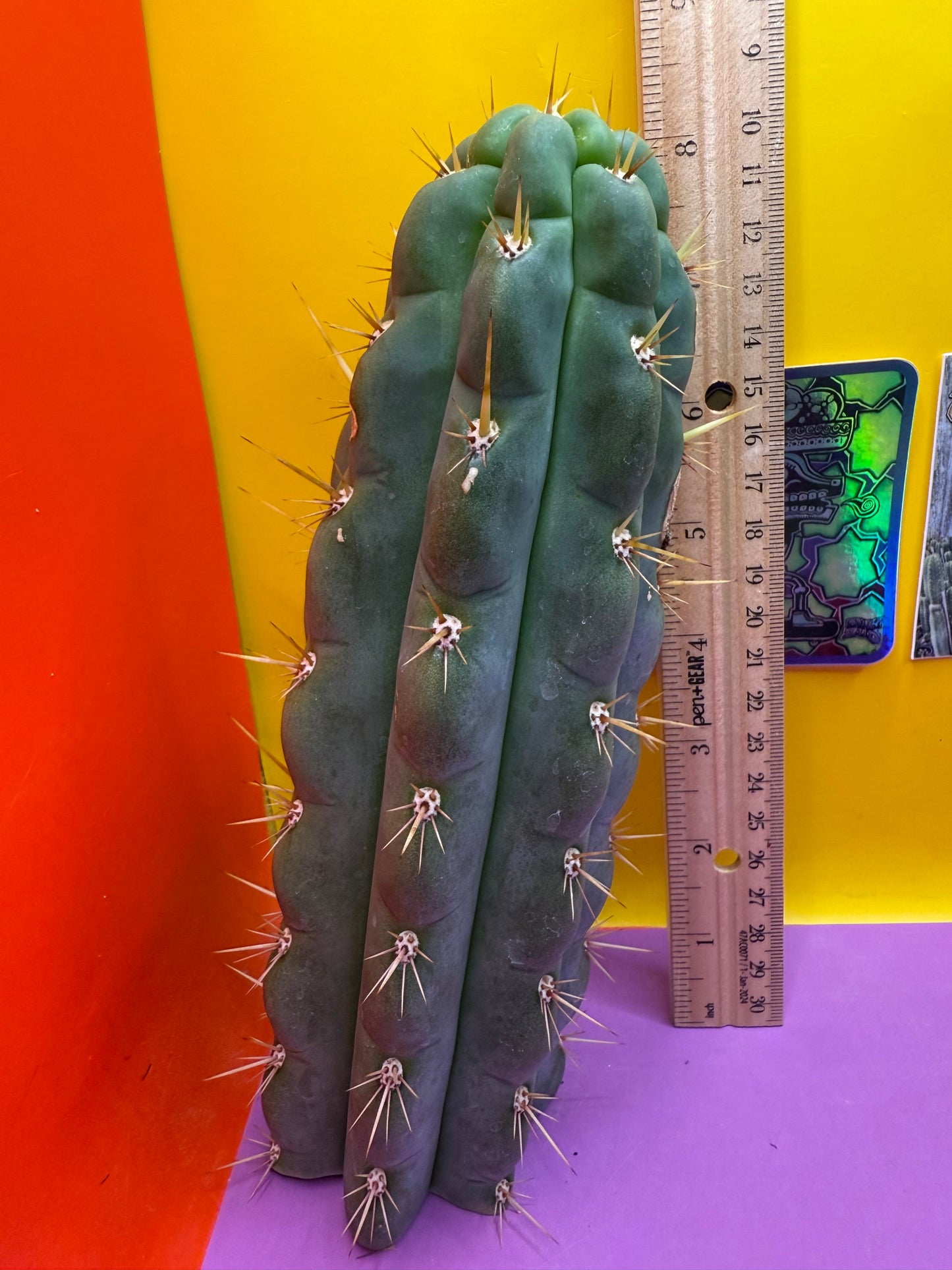 Ss03 cactus cutting