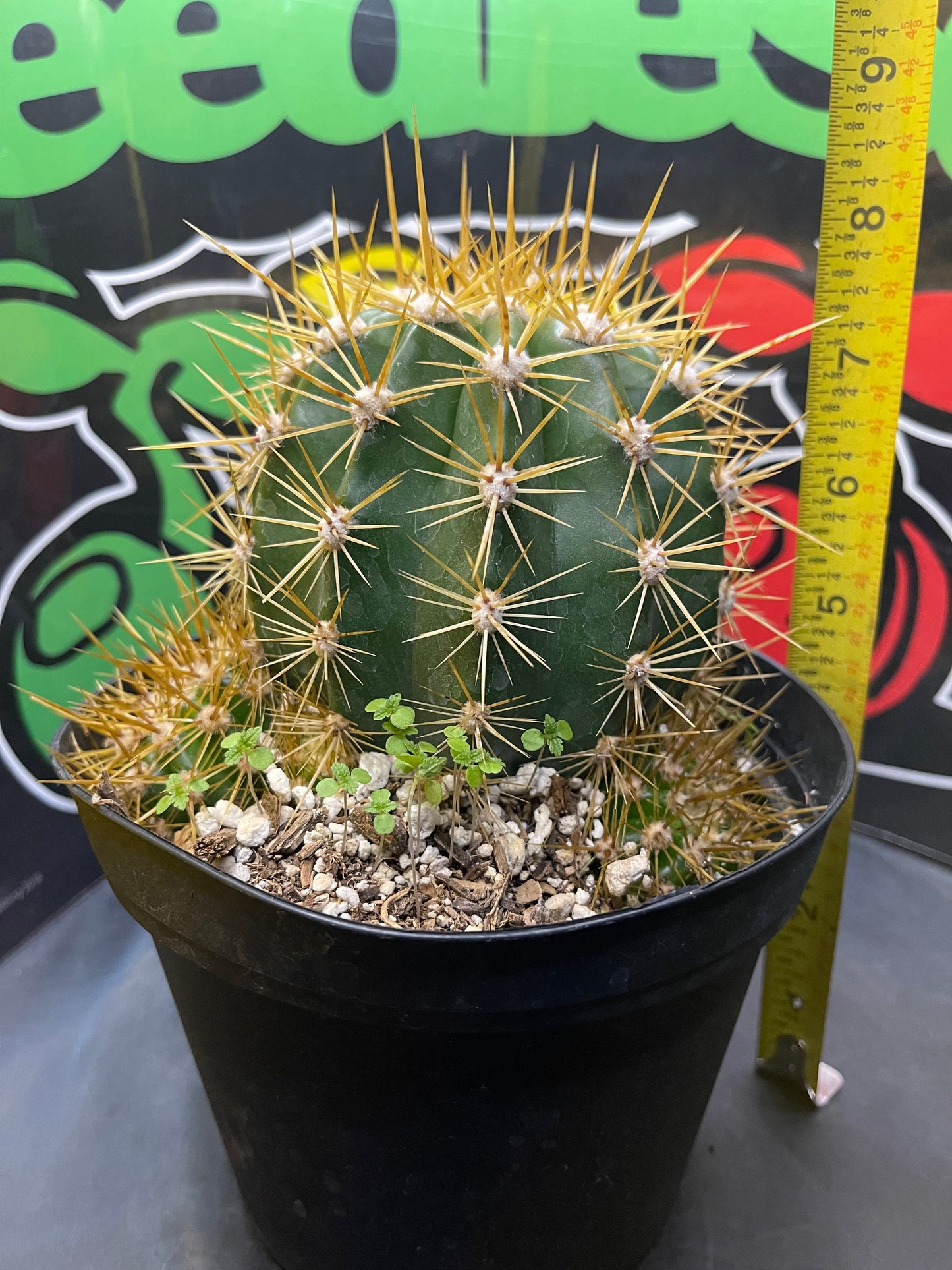 Trichocereus Terscheckii !With 5 branching pups !! Comes in a 6” wide pot