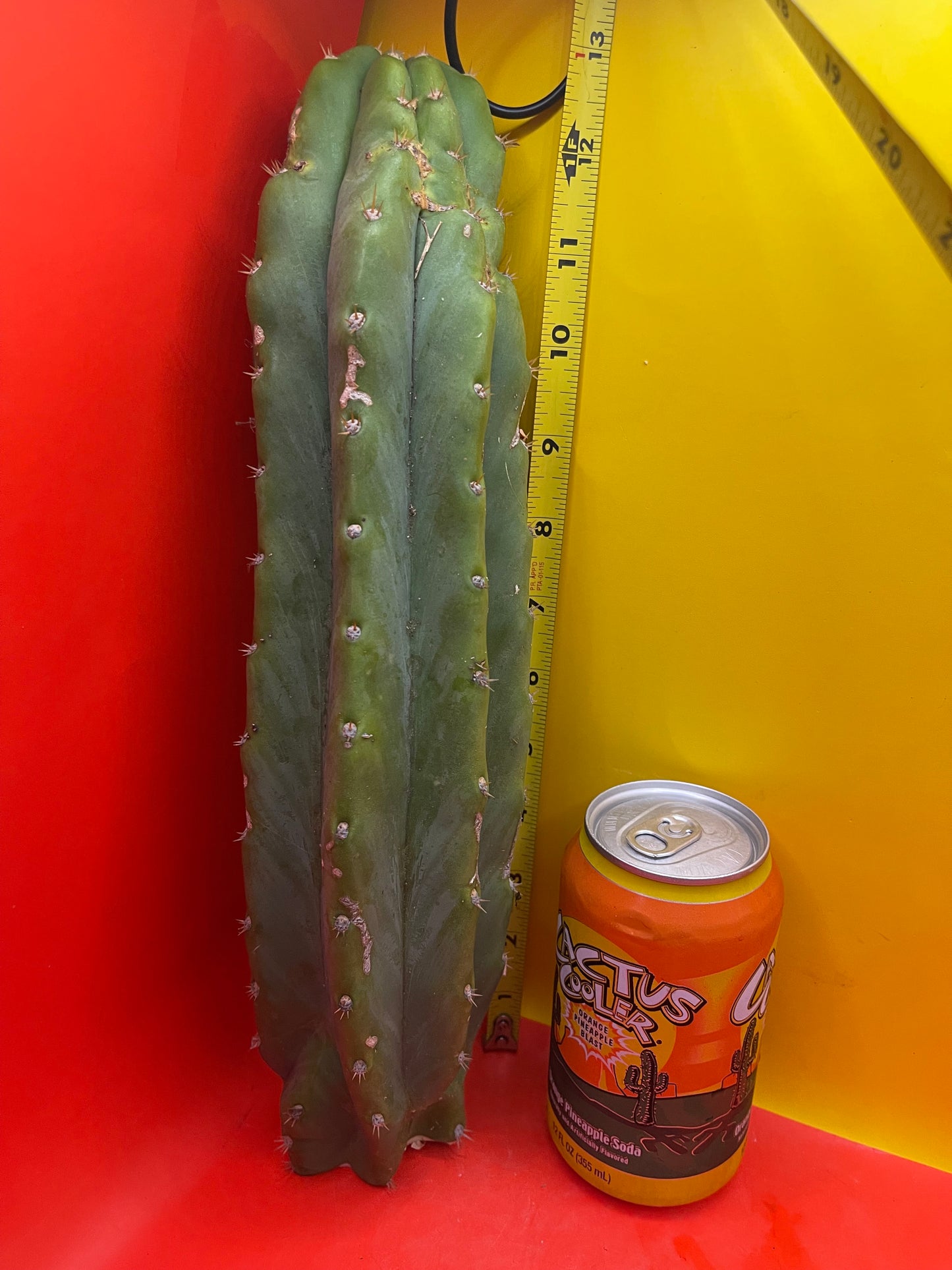 San Pedro Cactus