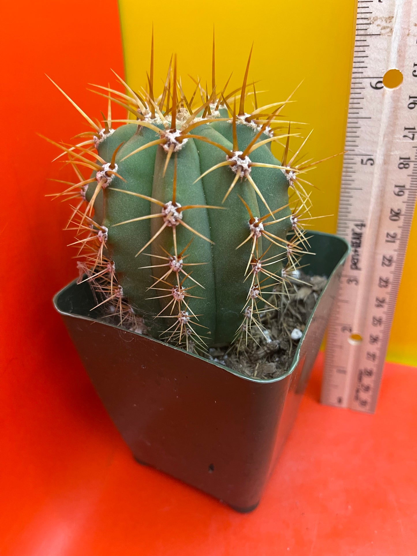 Terscheckii potted cactus !