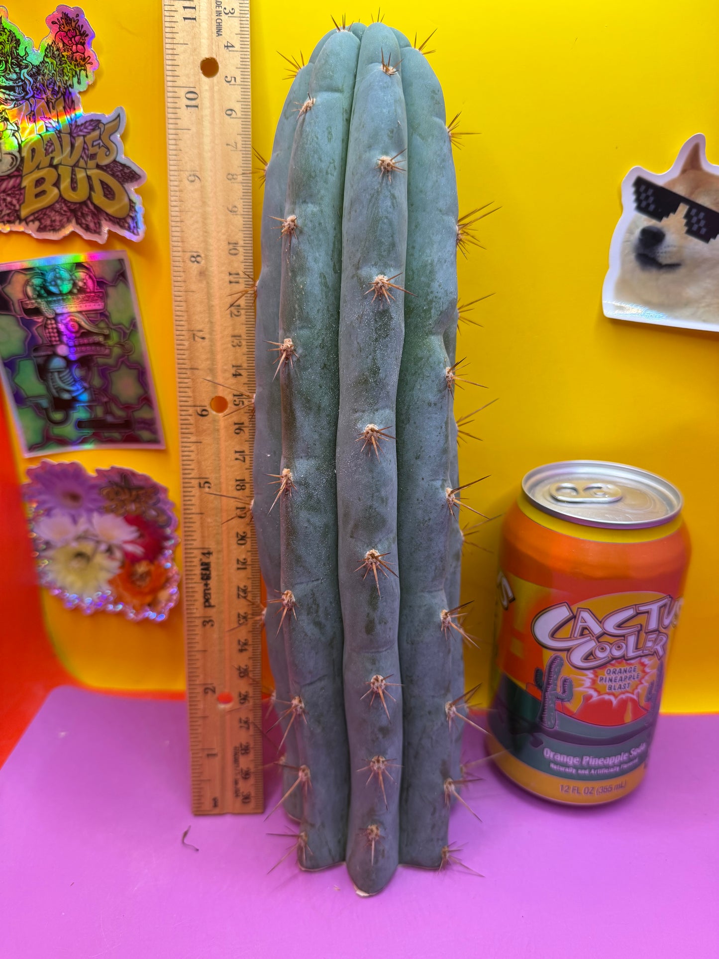 Sharxx Blue O.P. This exact cactus
