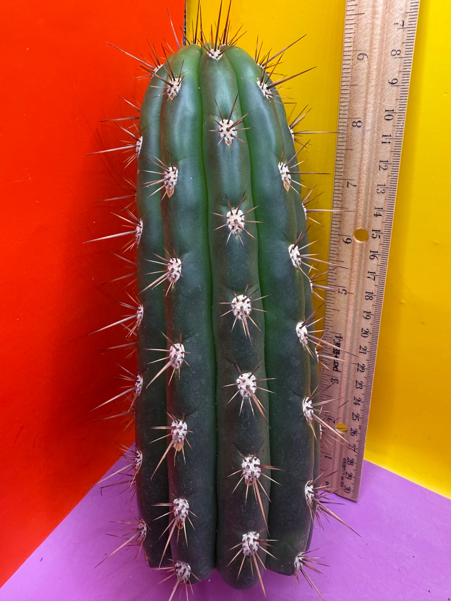 Trichocereus Tacaquirensis 🌶️🌶️