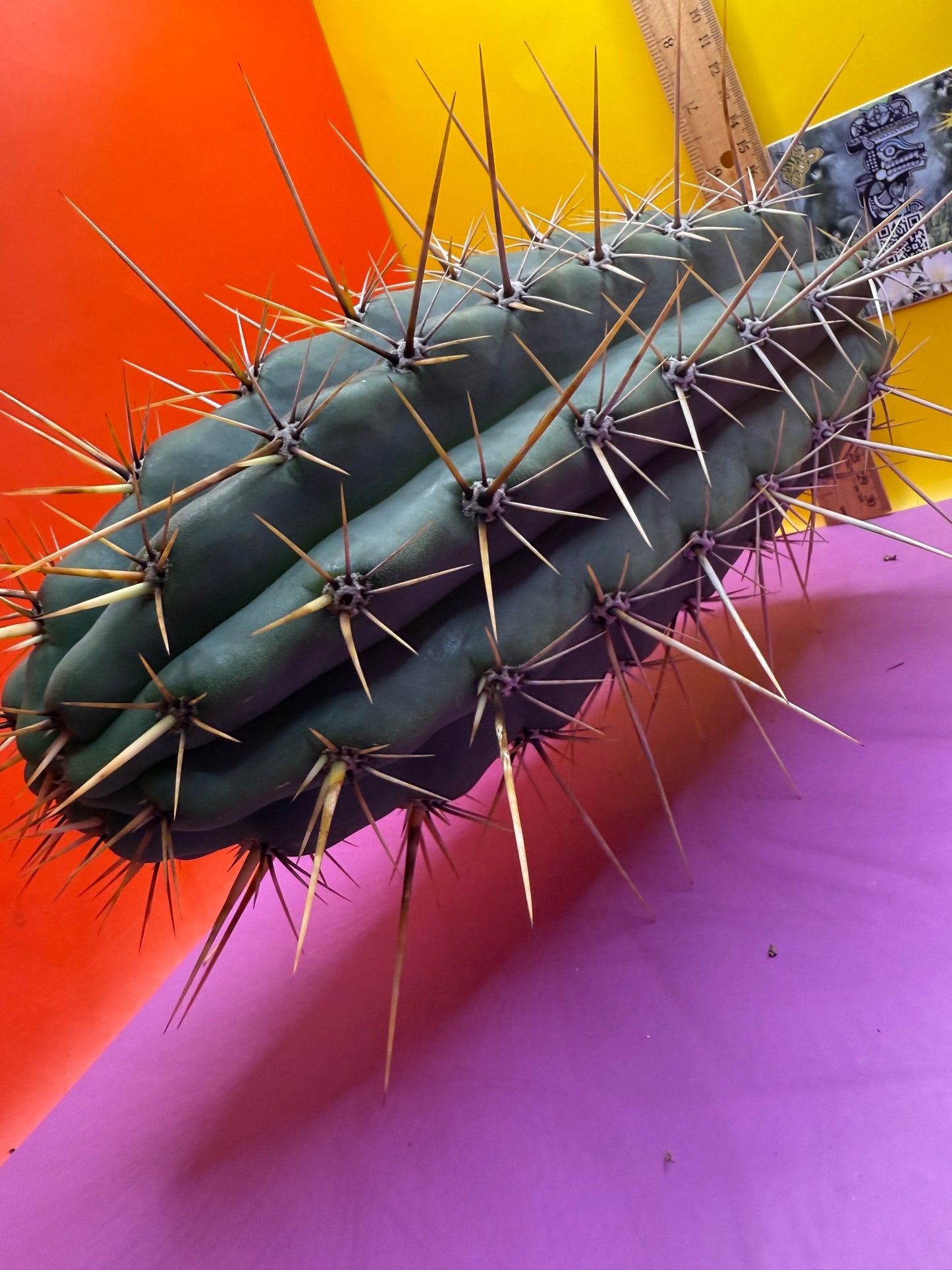 HUGE “SWAMP THING”trichocereus Cultivar !! Super thick