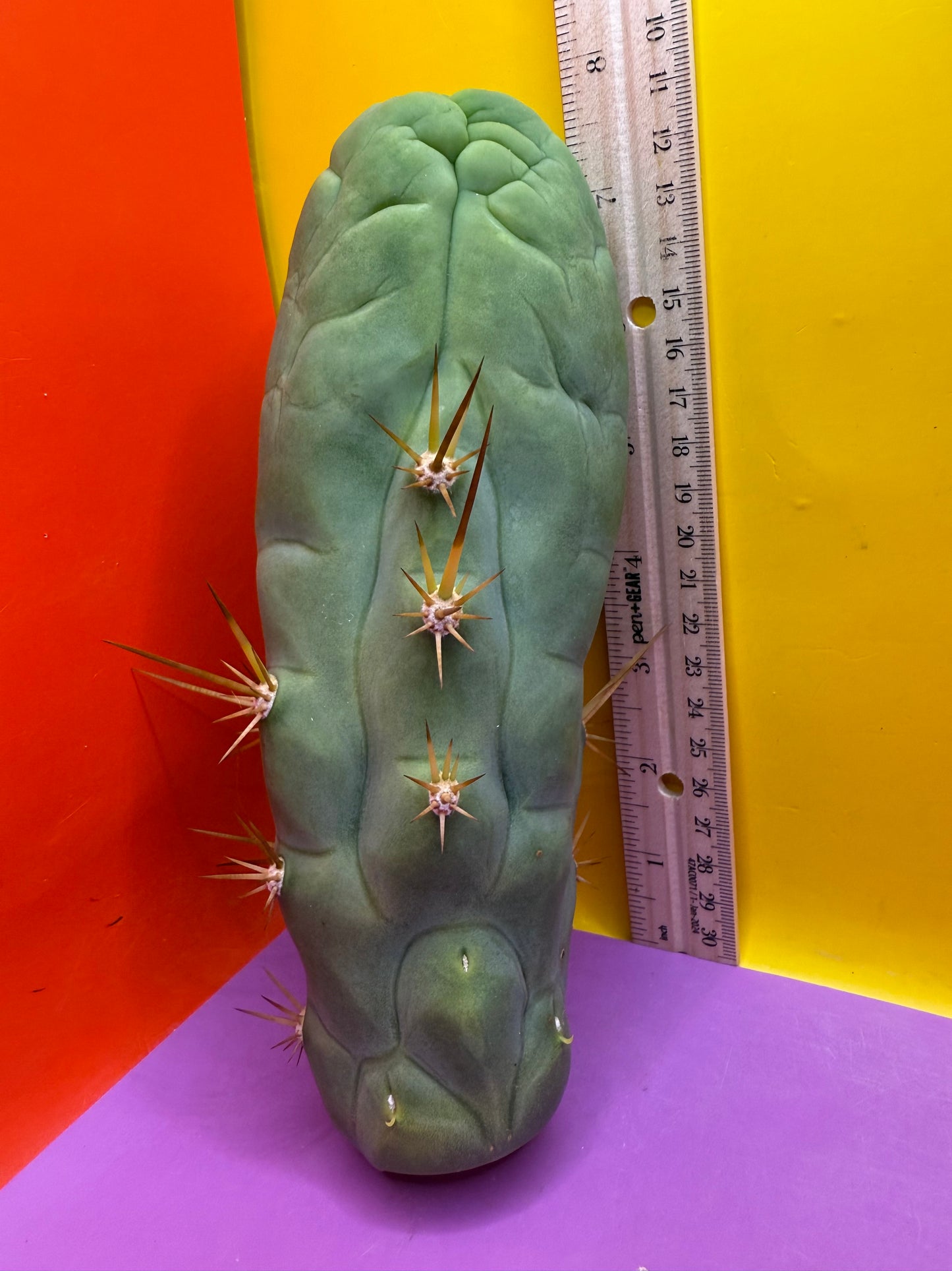 Big Thic Bruce’s Dragon 🐉