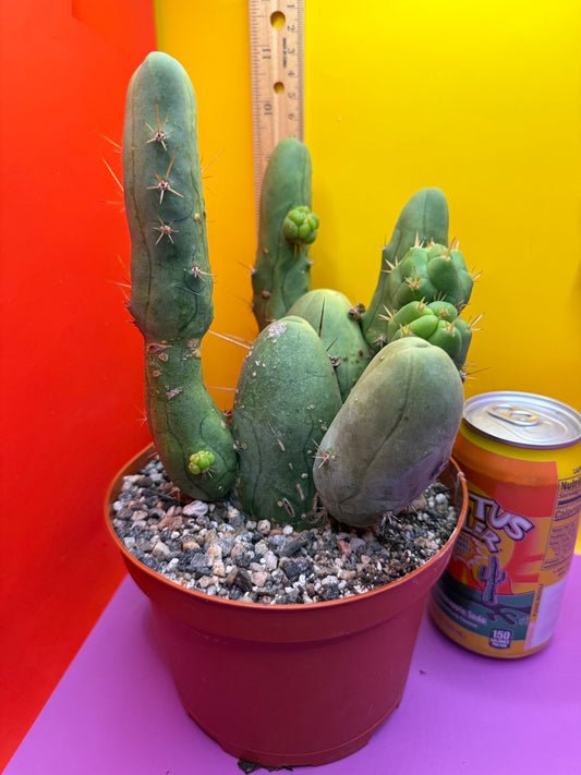 Trichocereus bridgesii monstrose over 10 segments  , fully rooted !