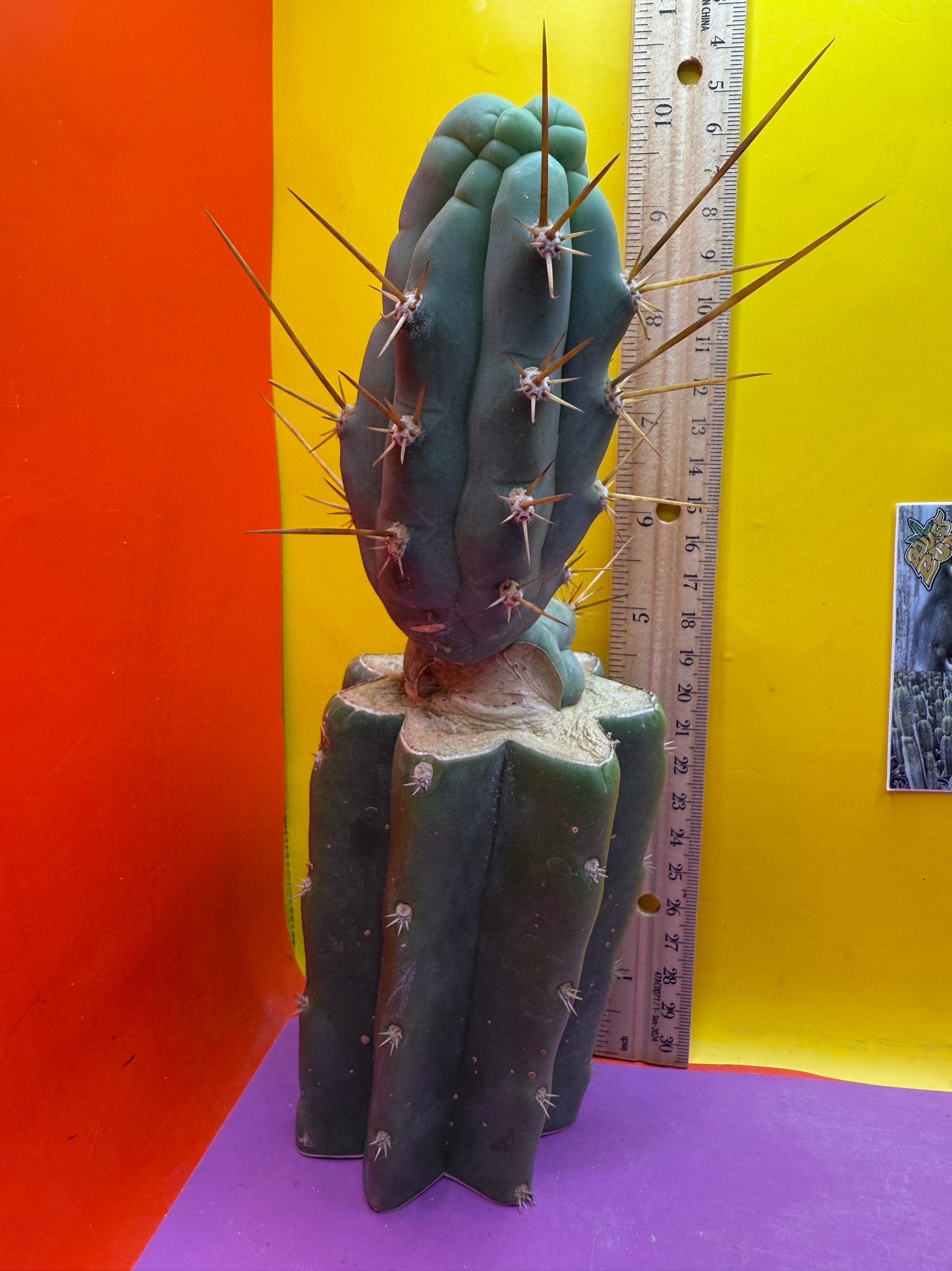 Bruce’s dragon graft