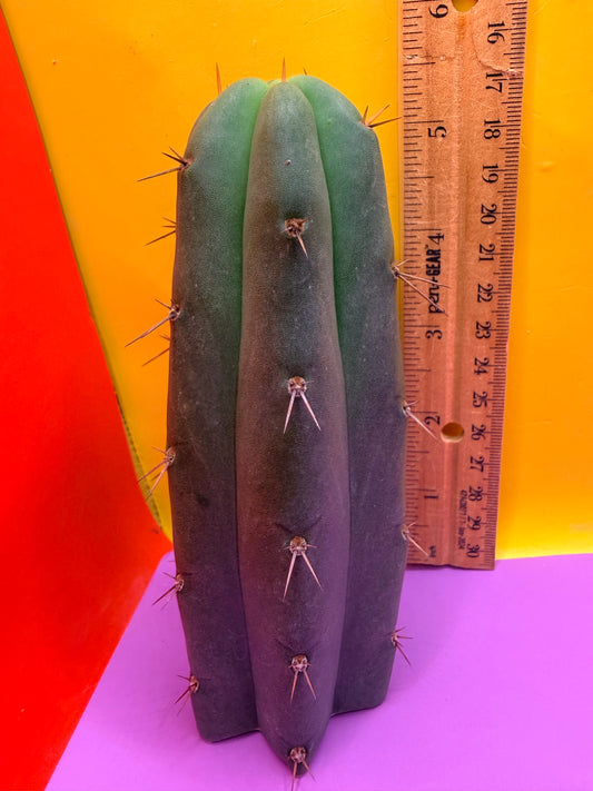 Yowie x Wowie cactus cutting