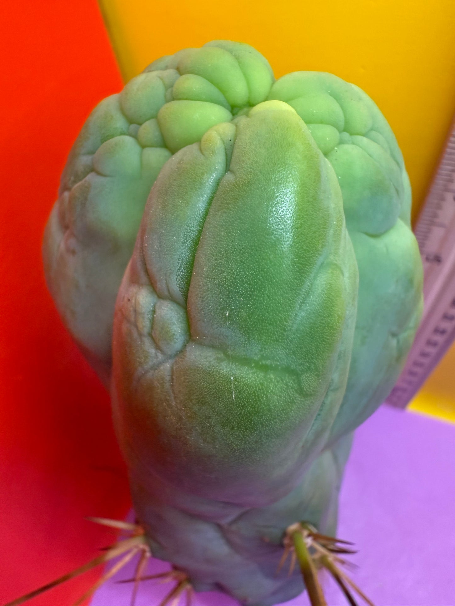 Bruce’s Dragon - almost 3” thick !