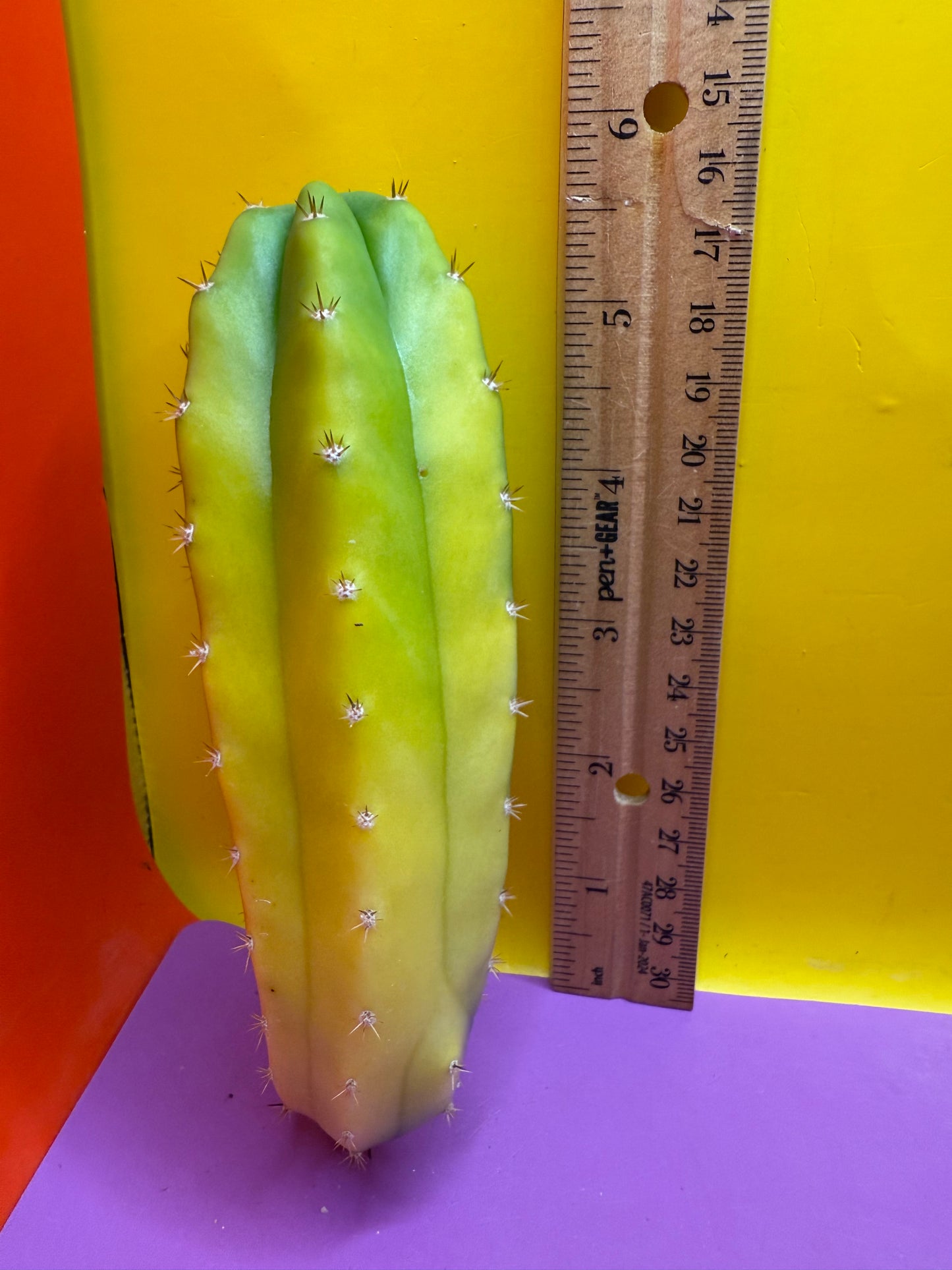 Banana San Pedro Cactus !