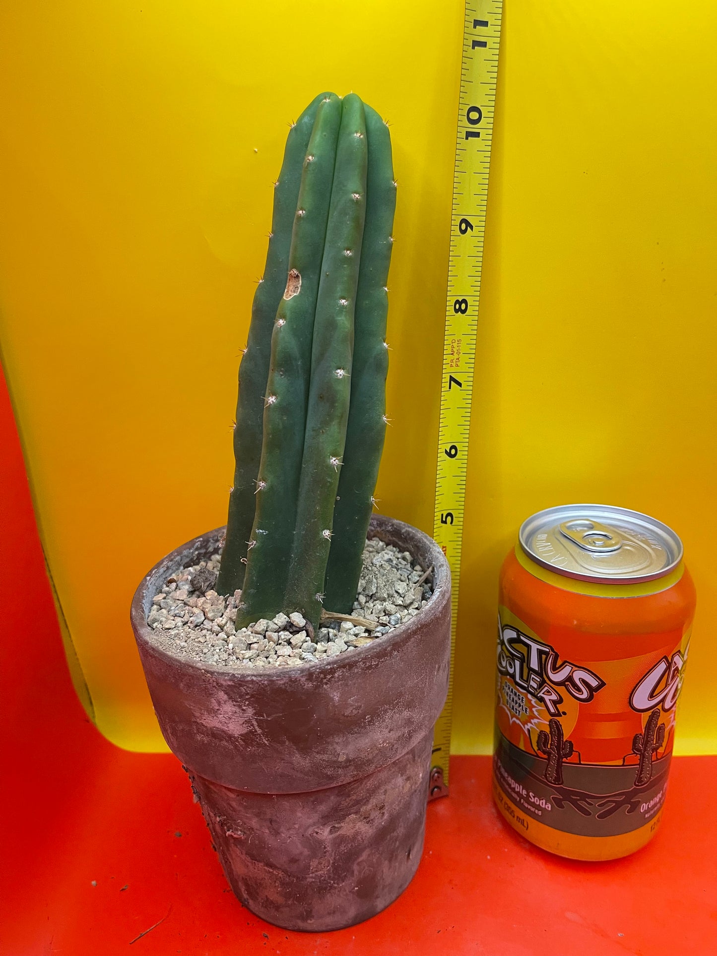 San Pedro cactus in terra cotta pot