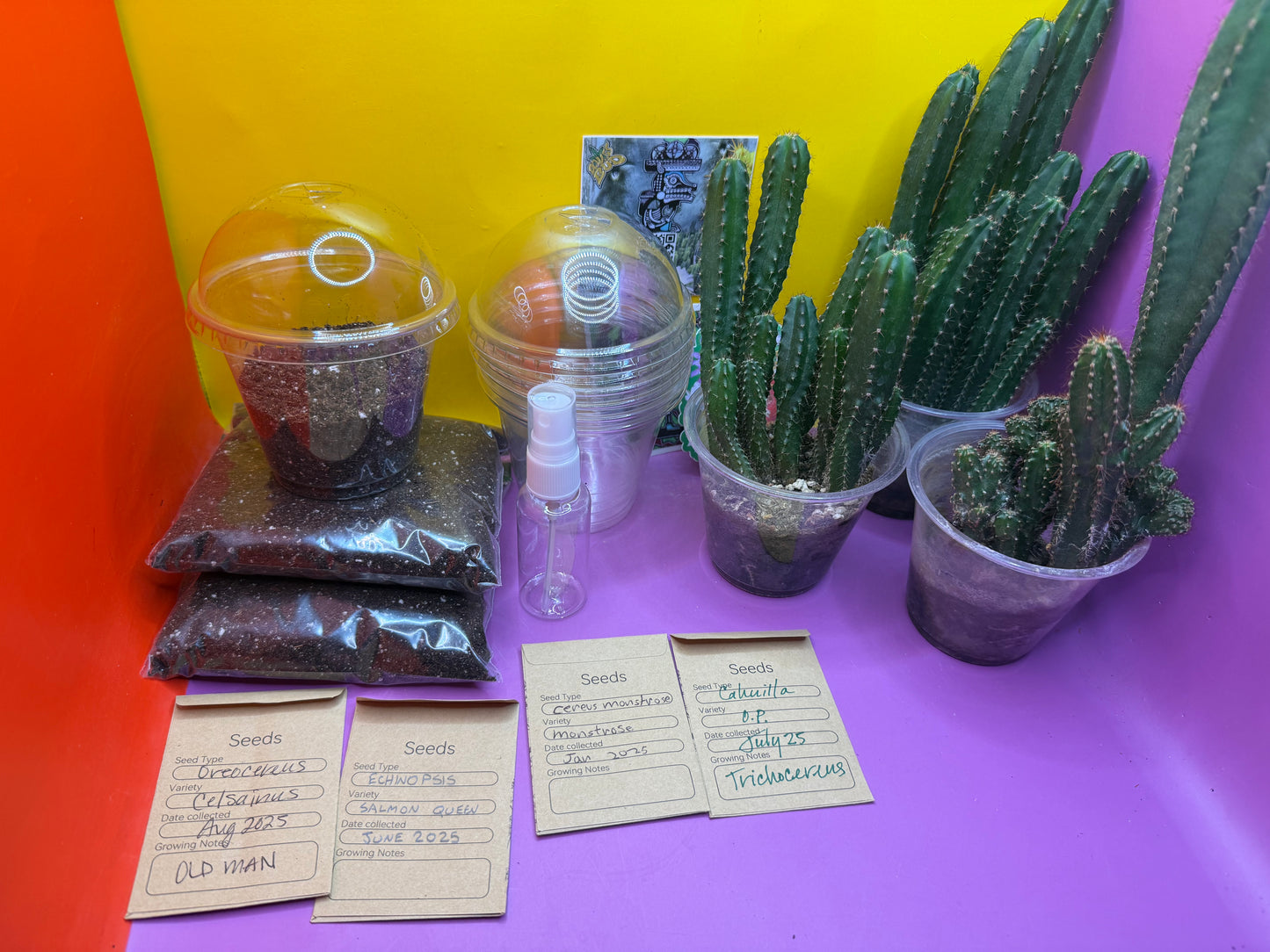 Cactus Seed Growing KIT !