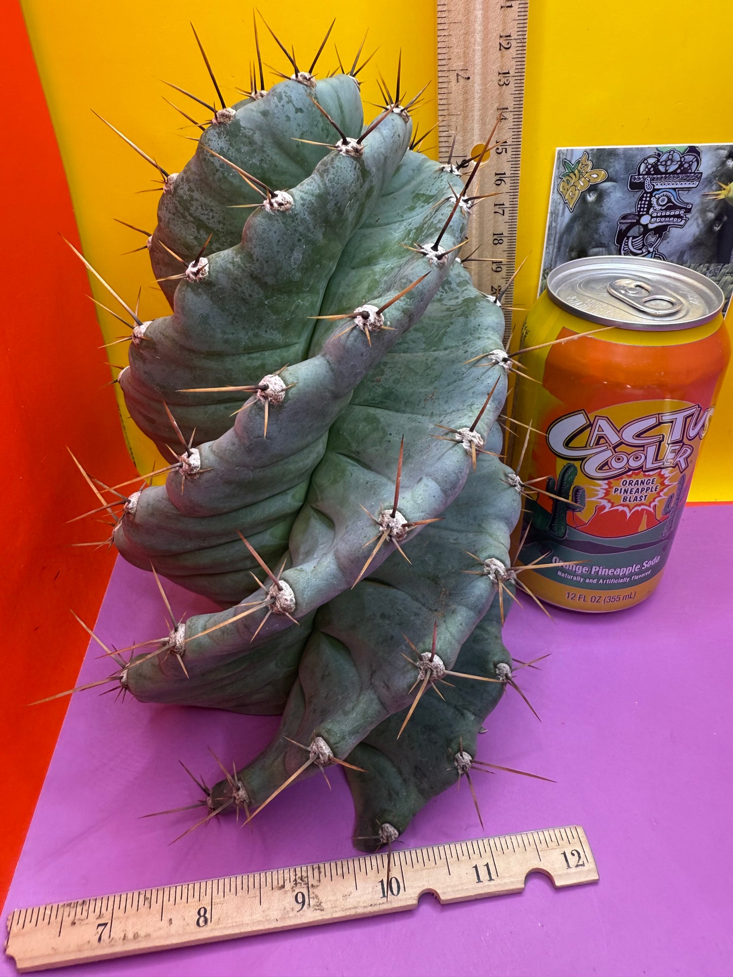 Spiral about 5” thick !!!