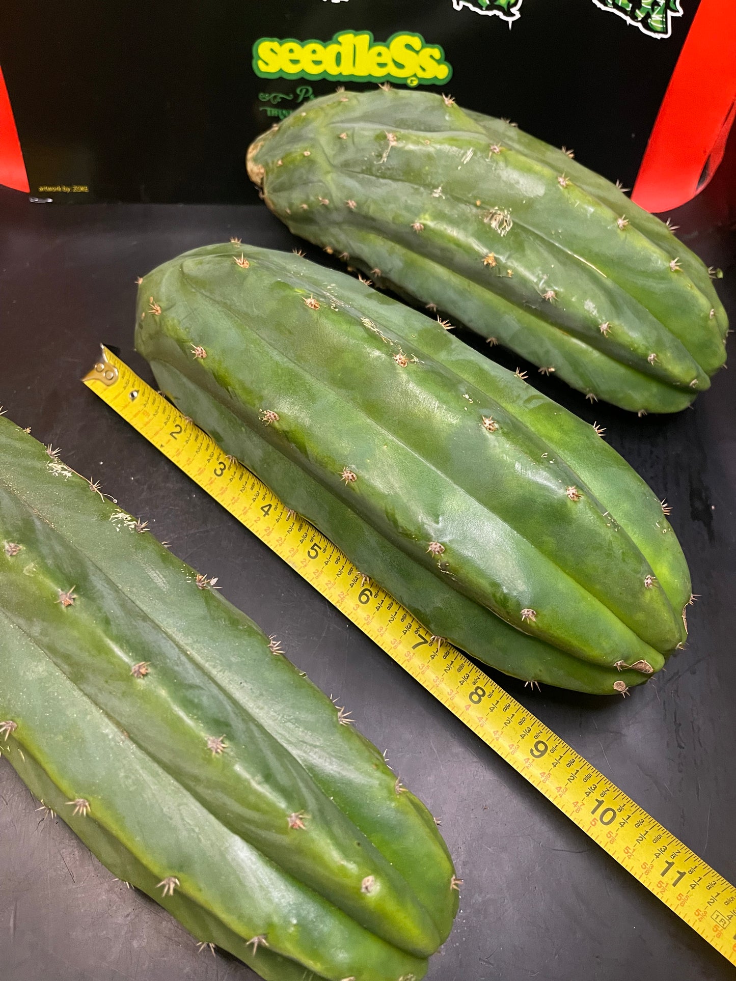 3 San Pedro cactus