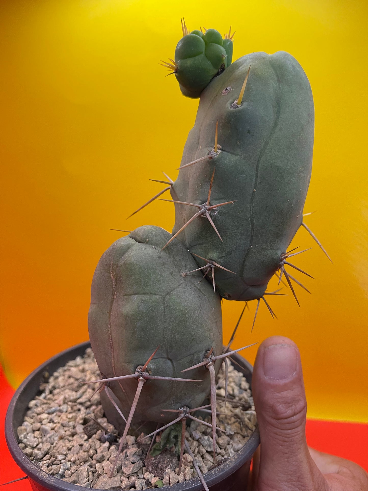 Trichocereus Bridgesii Monstrose - TBM !