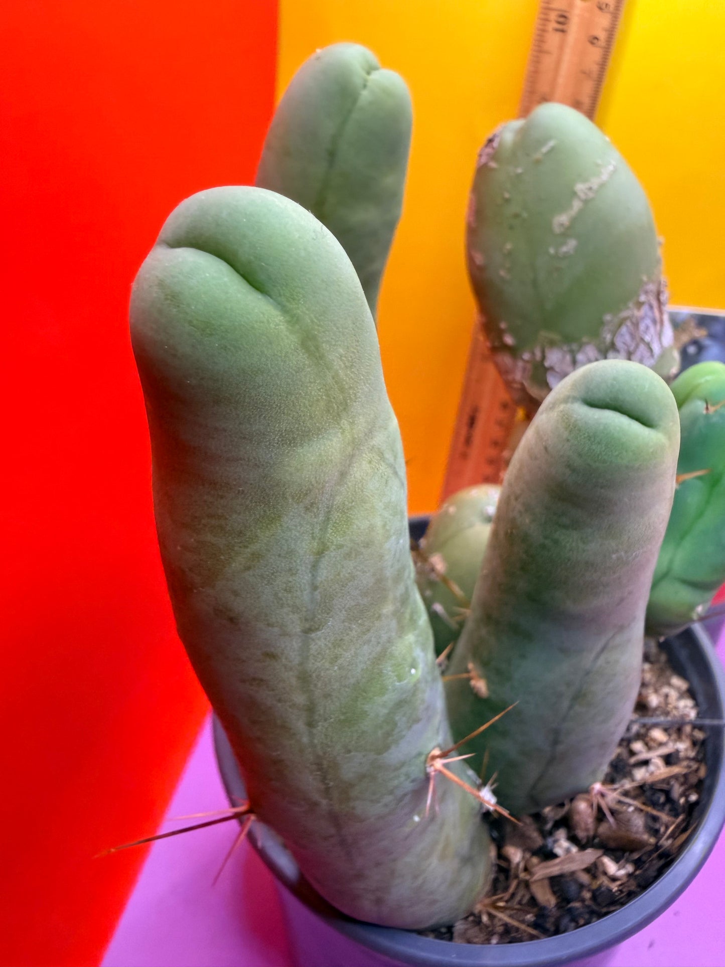 TBM CACTUS tall and branching !  shipped in pot  9 segments -