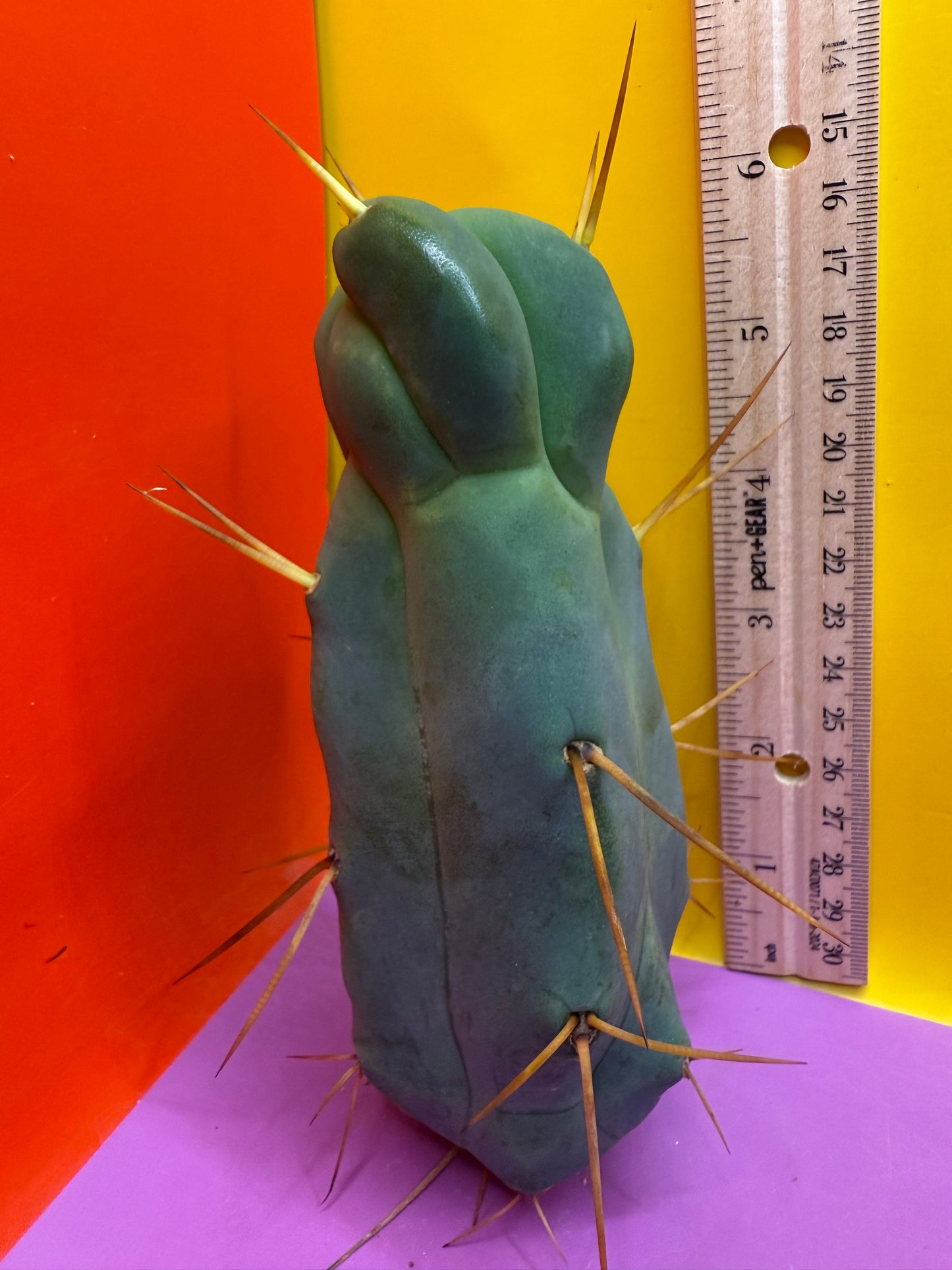 Walt’s dragon 🐉