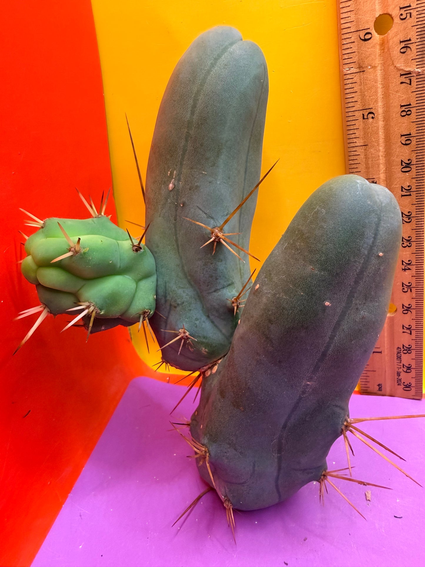 TBM !!!! Short form , B