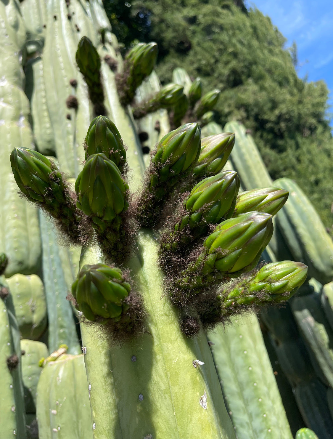 Cahuilla Seeds !