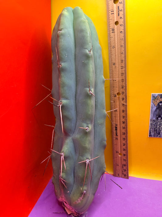 Bald BRIDGESII “LMA” La Mirada Angelo