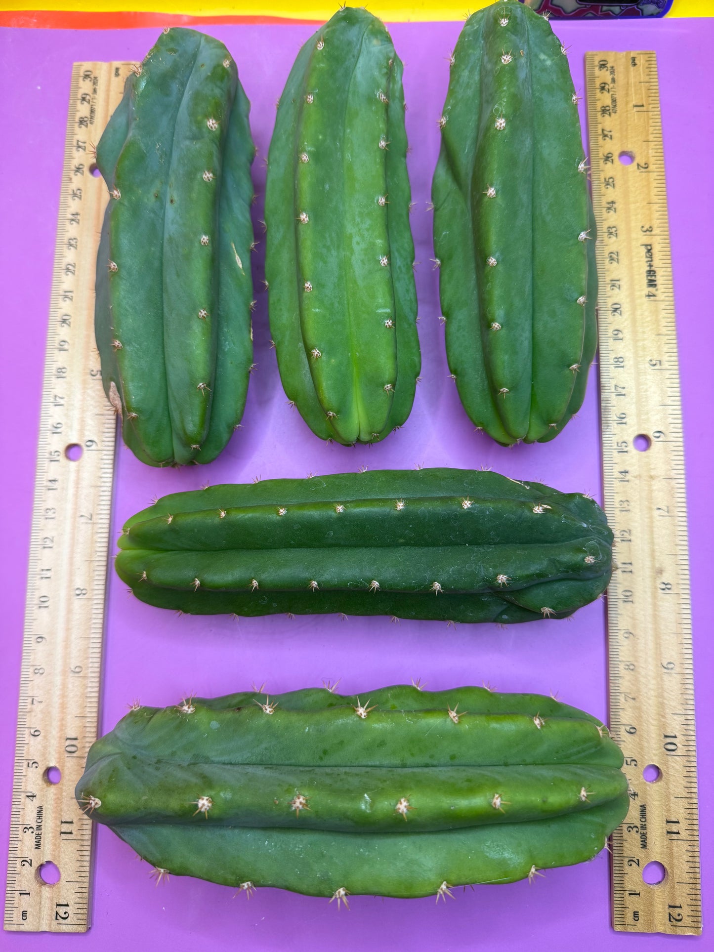 5 cactus bundle pack !!