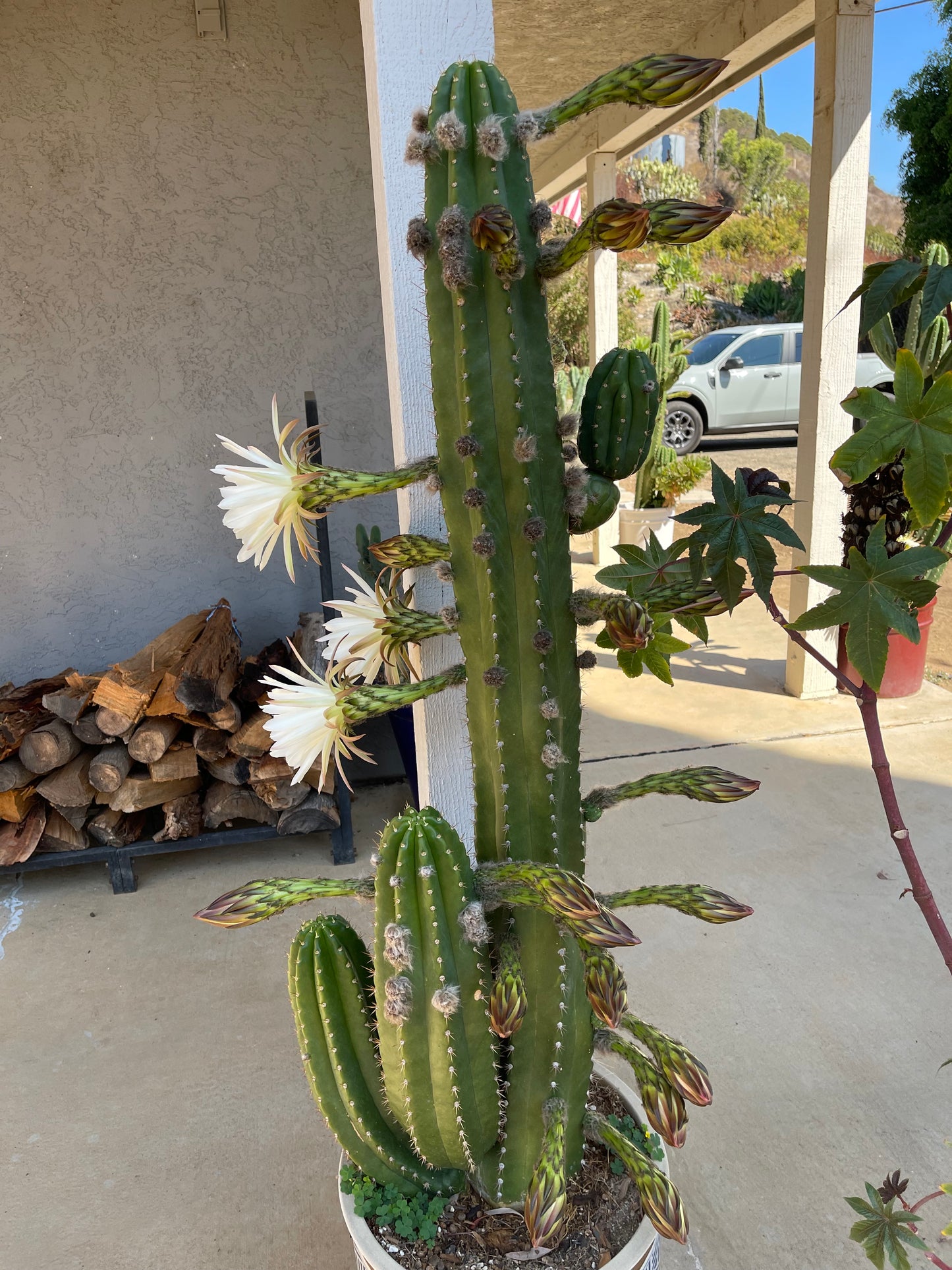 CACTO HEBRIDO cactus cutting ! The second Picture  shows cutting for sale