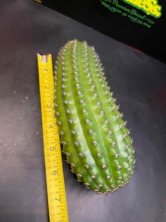 Trichocereus brevispinulosus