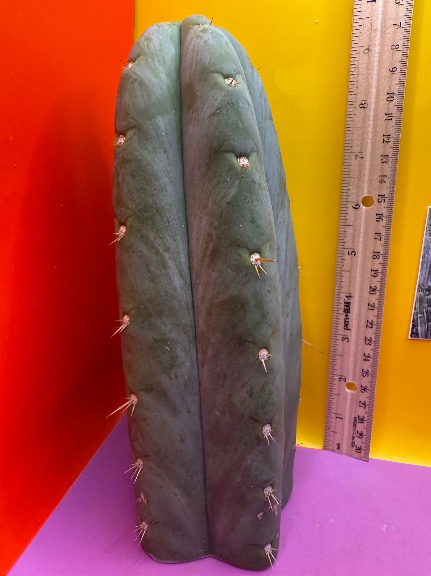 HBG 18568 Trichocereus huanucoensis