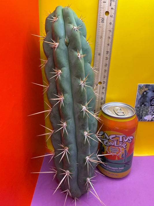 SSO3 Trichocereus knuthianus