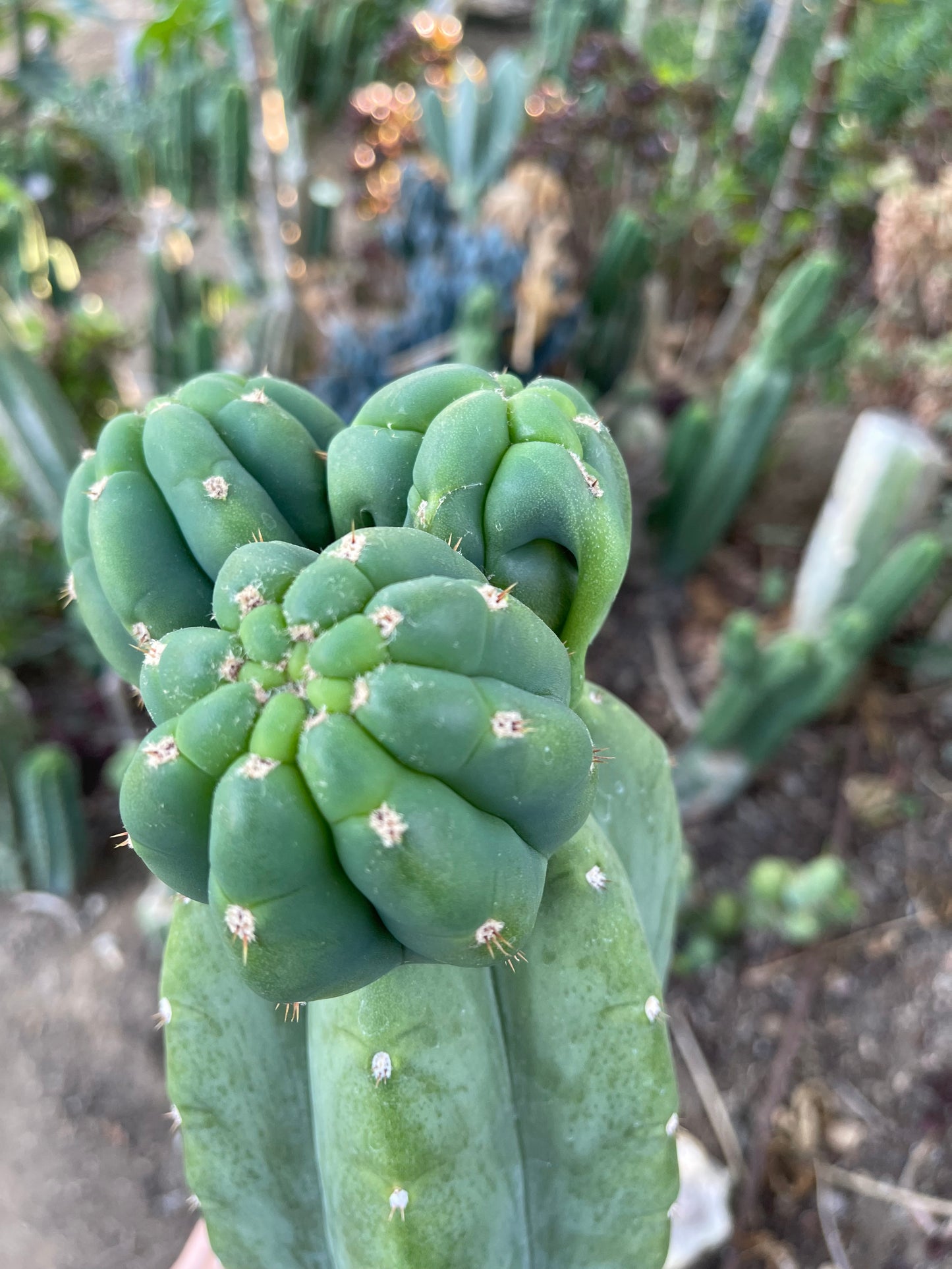 Freak Cahuilla !!! Trichocereus