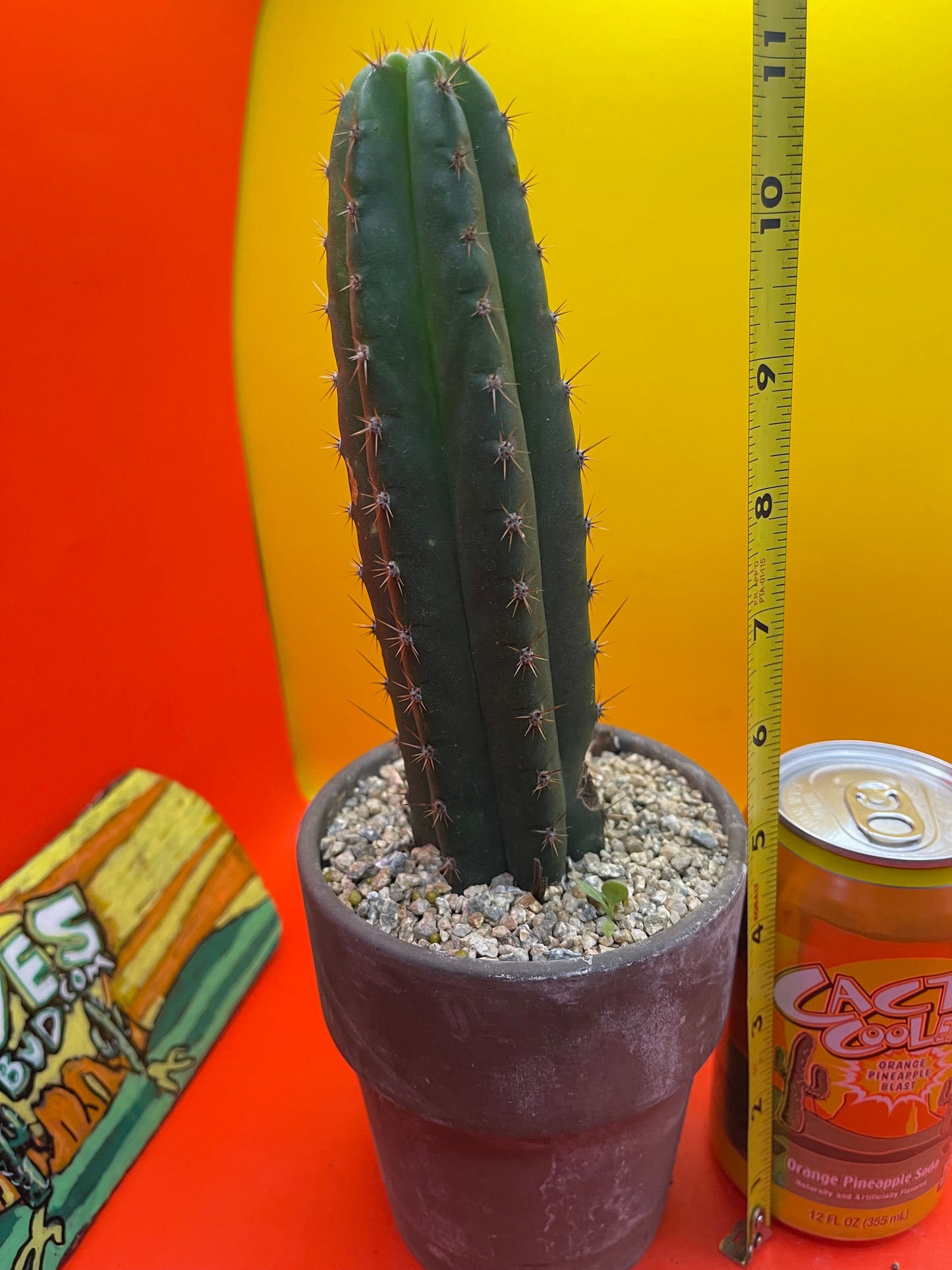 CCVP ! San Pedro cactus