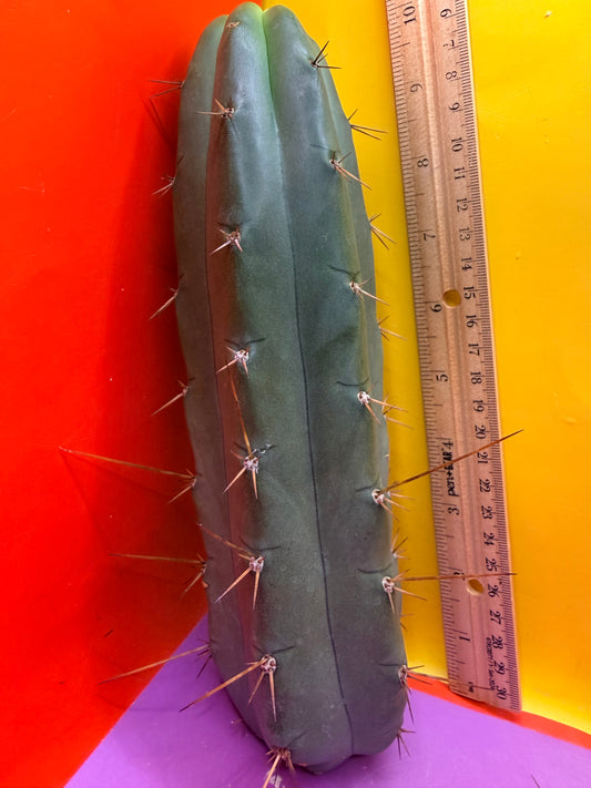 Yowie x Wowie cactus cutting