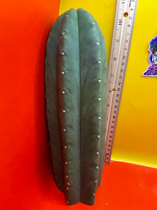 Cactus cahuilla !