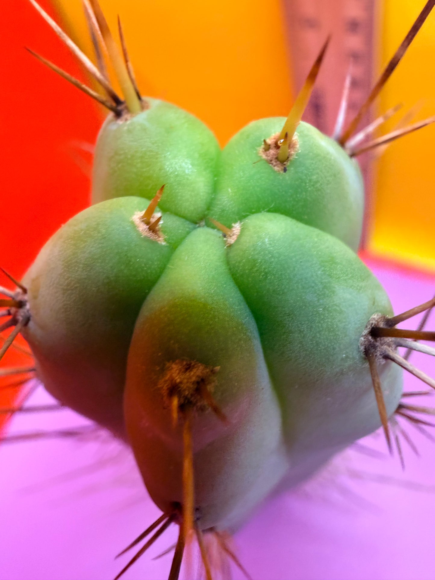 “MINI ME” trichocereus bridgesii