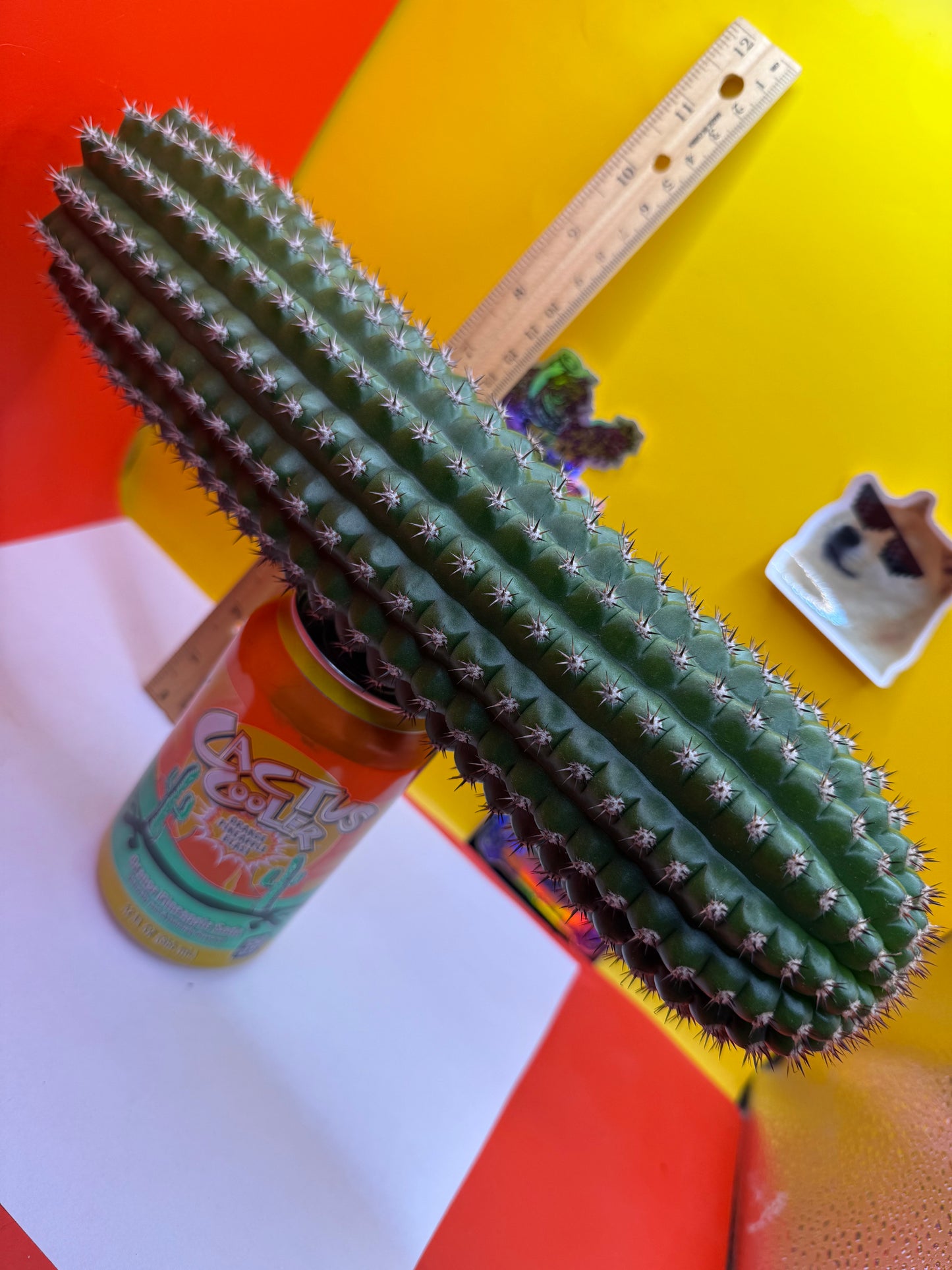 Trichocereus Brevispinulosus x Cahuilla seeds