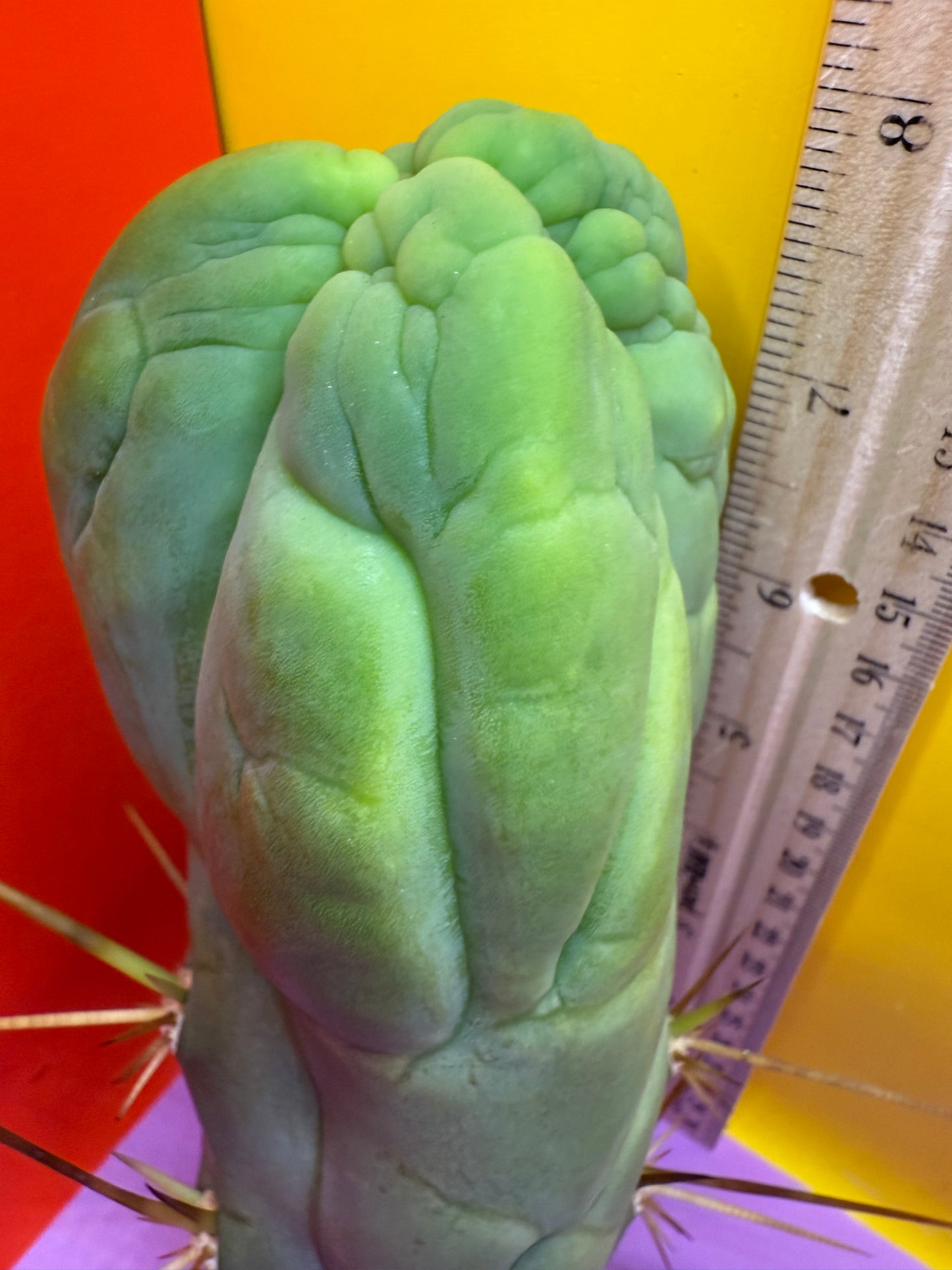 Bruce’s Dragon - almost 3” thick !