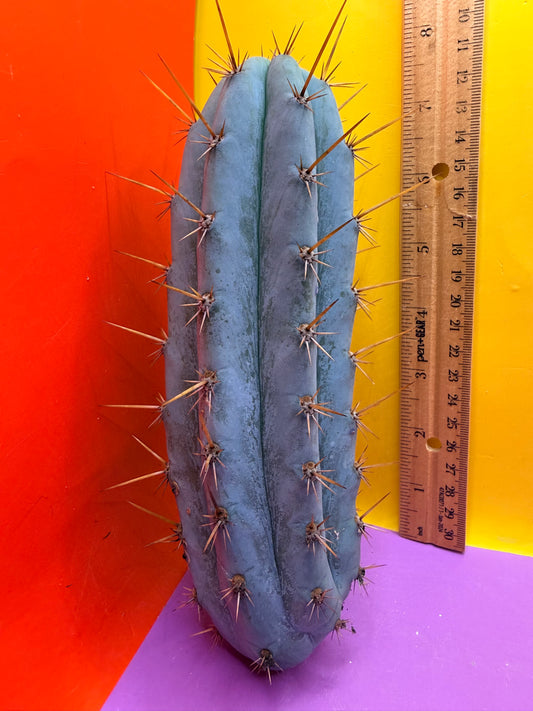 Powdery Blue Trichocereus Peruvianus !!