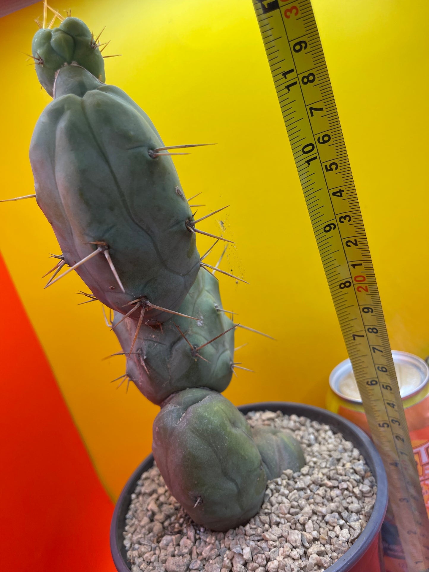 TRICHOCEREUS BRIDGESii MONSTROSE