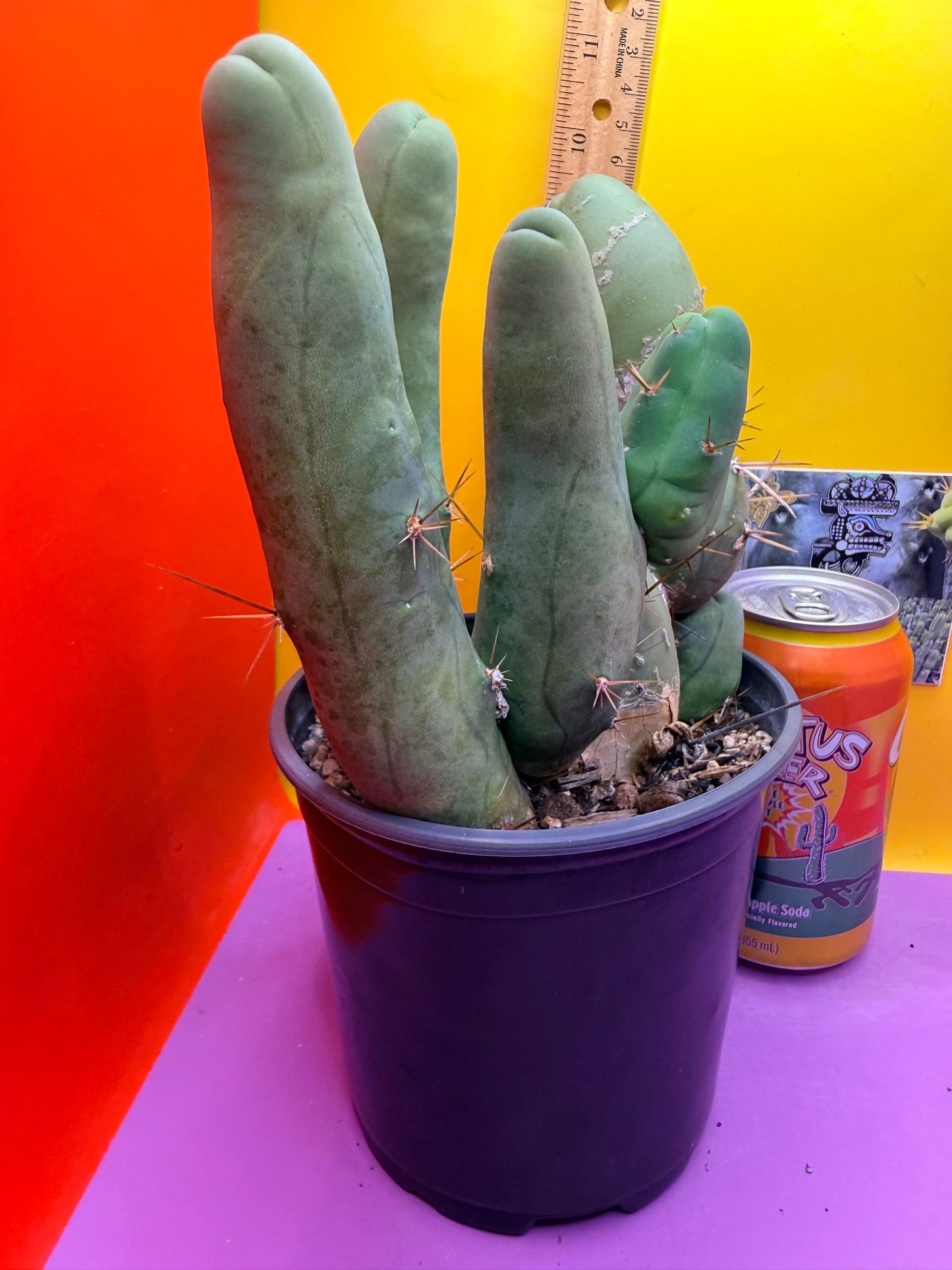 TBM CACTUS tall and branching !  shipped in pot  9 segments -