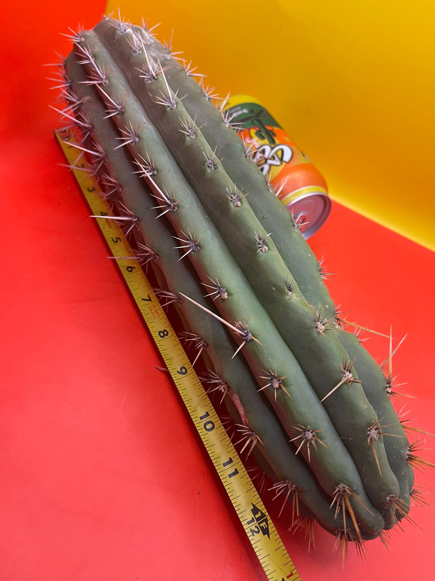 Big Fat Trichocereus Puquiensis