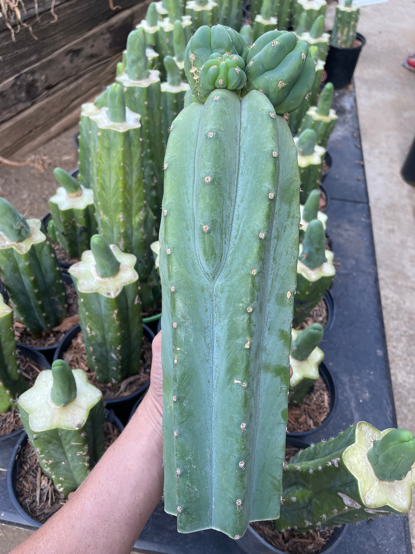 Freak Cahuilla !!! Trichocereus