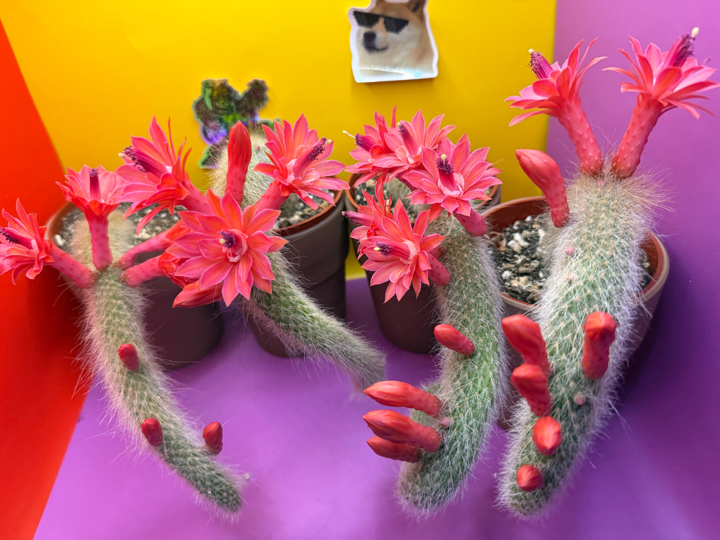Monkey tail cactus !!