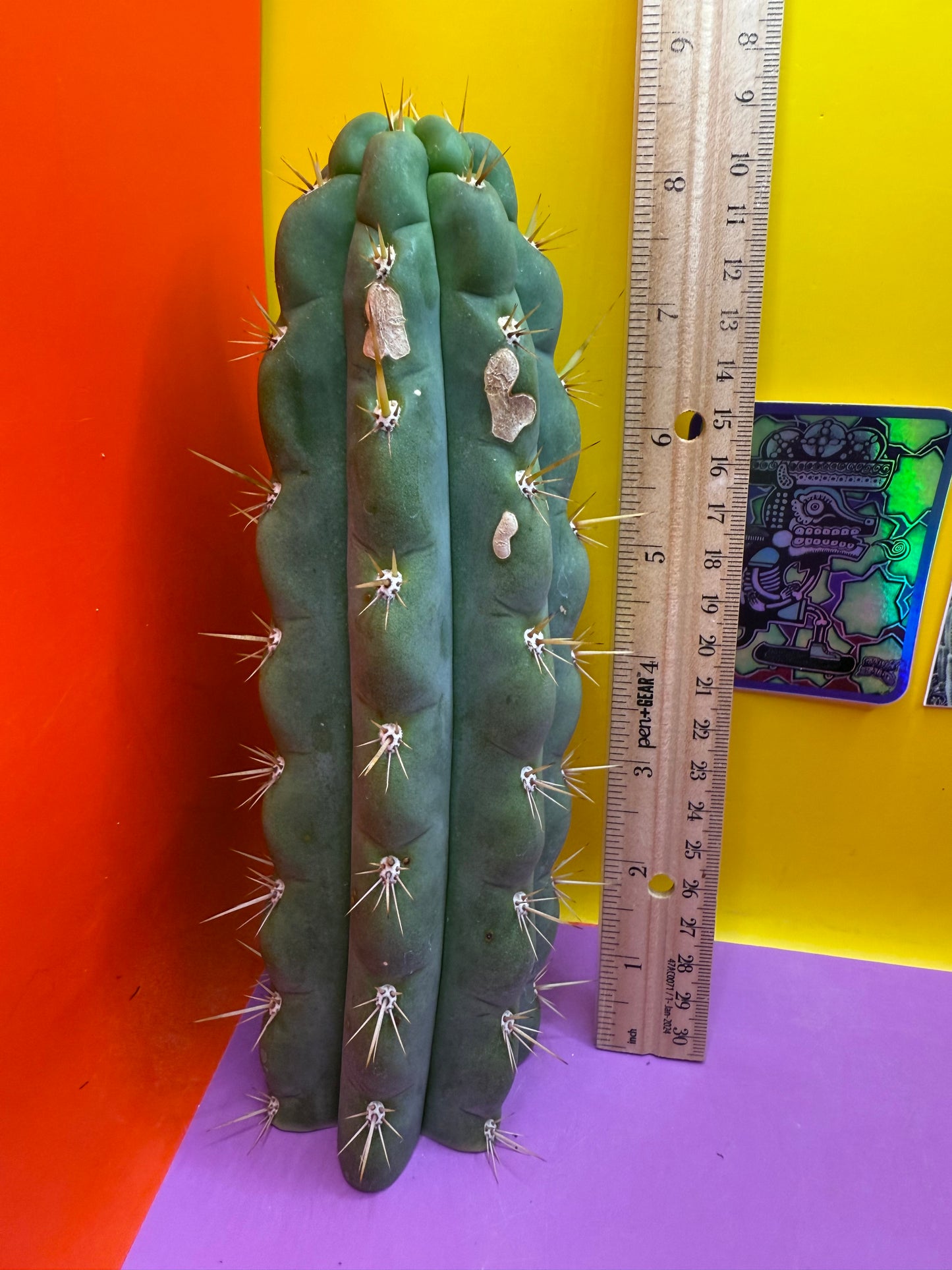 Ss03 cactus cutting