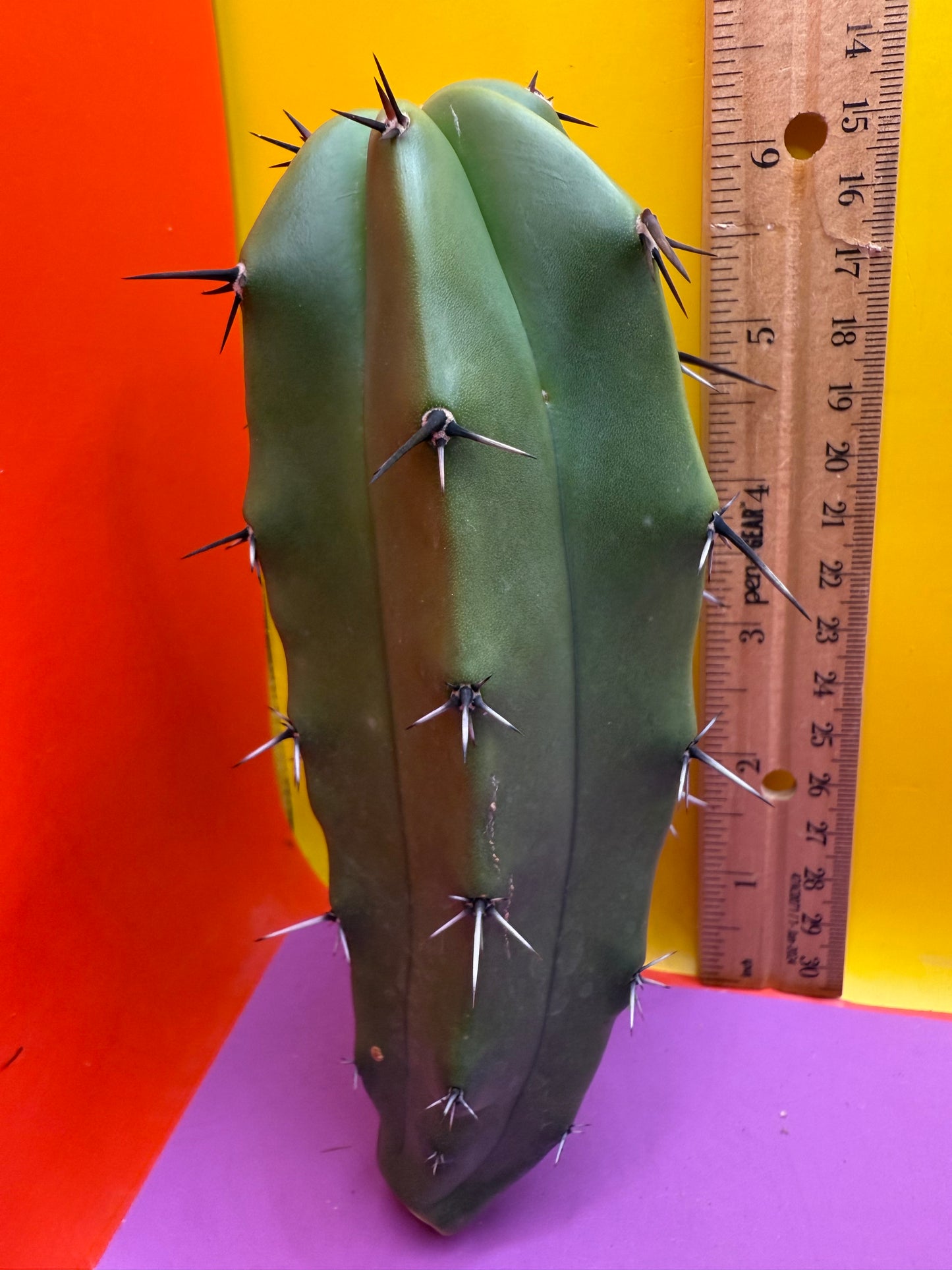 GREEN Myrtillocactus !!