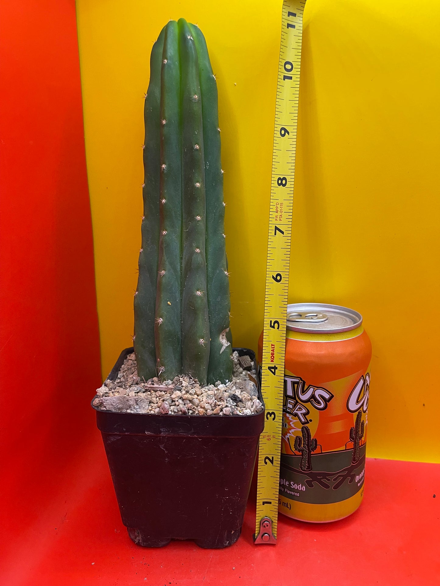 Potted Sanpedro Cactus