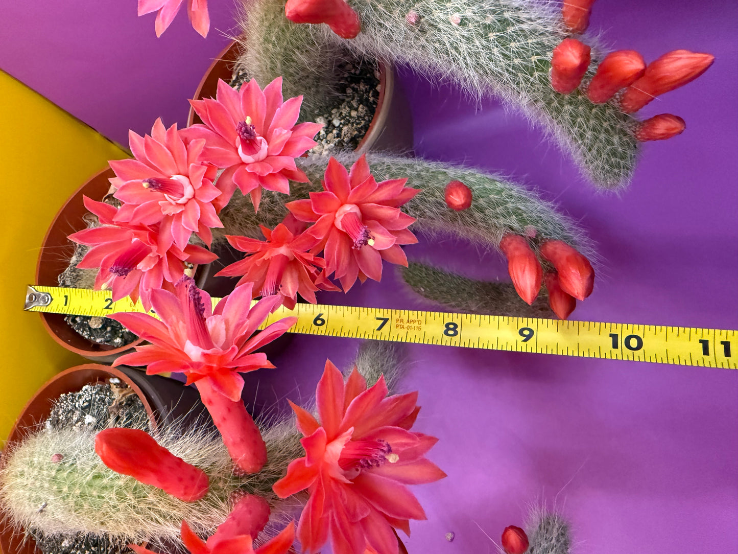 Monkey tail cactus !!