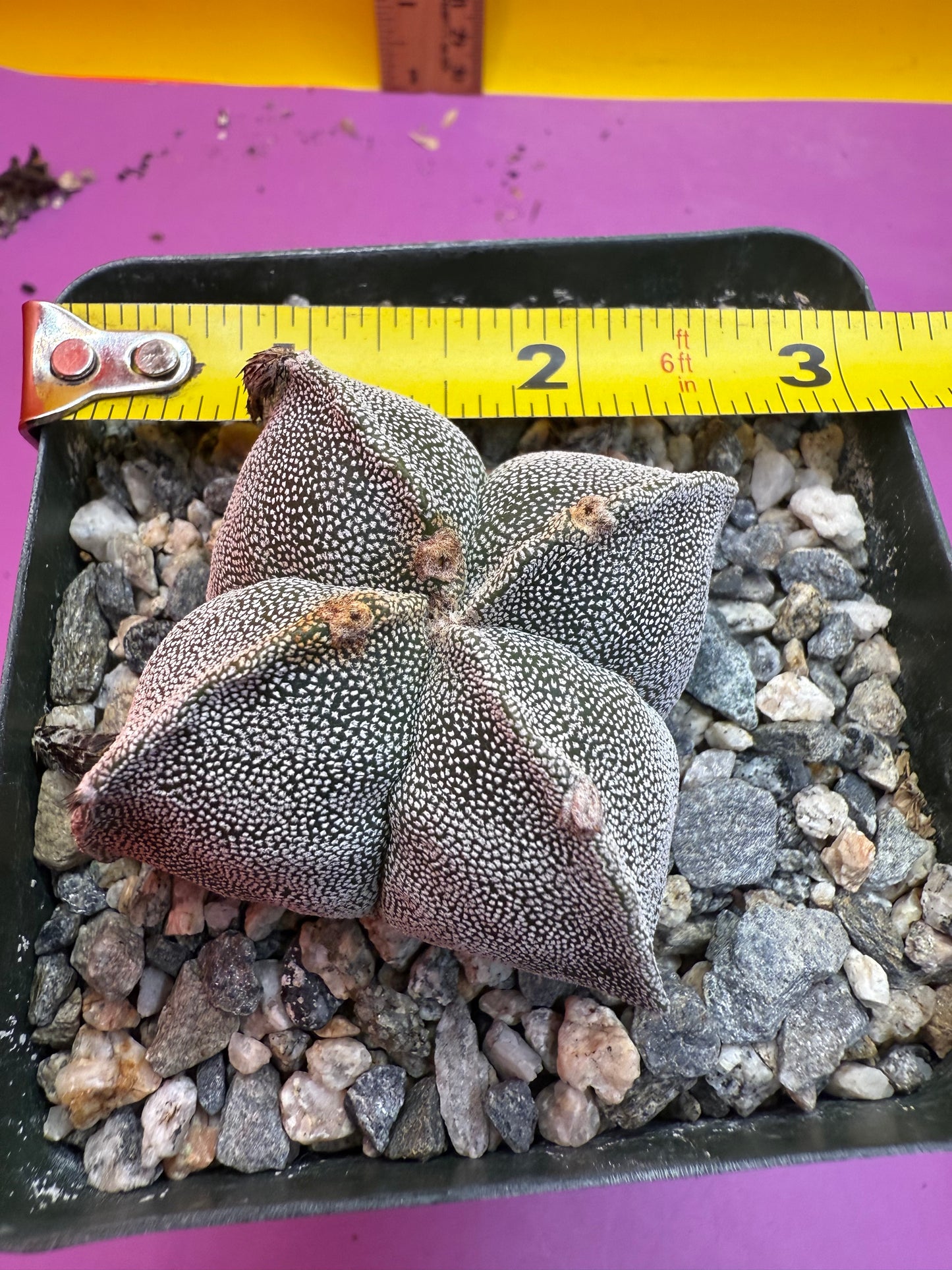 Astrophytum