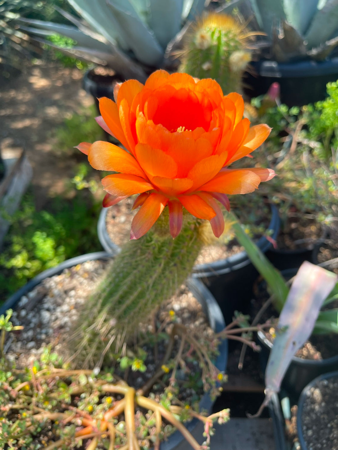 Trichocereus Huascha seeds