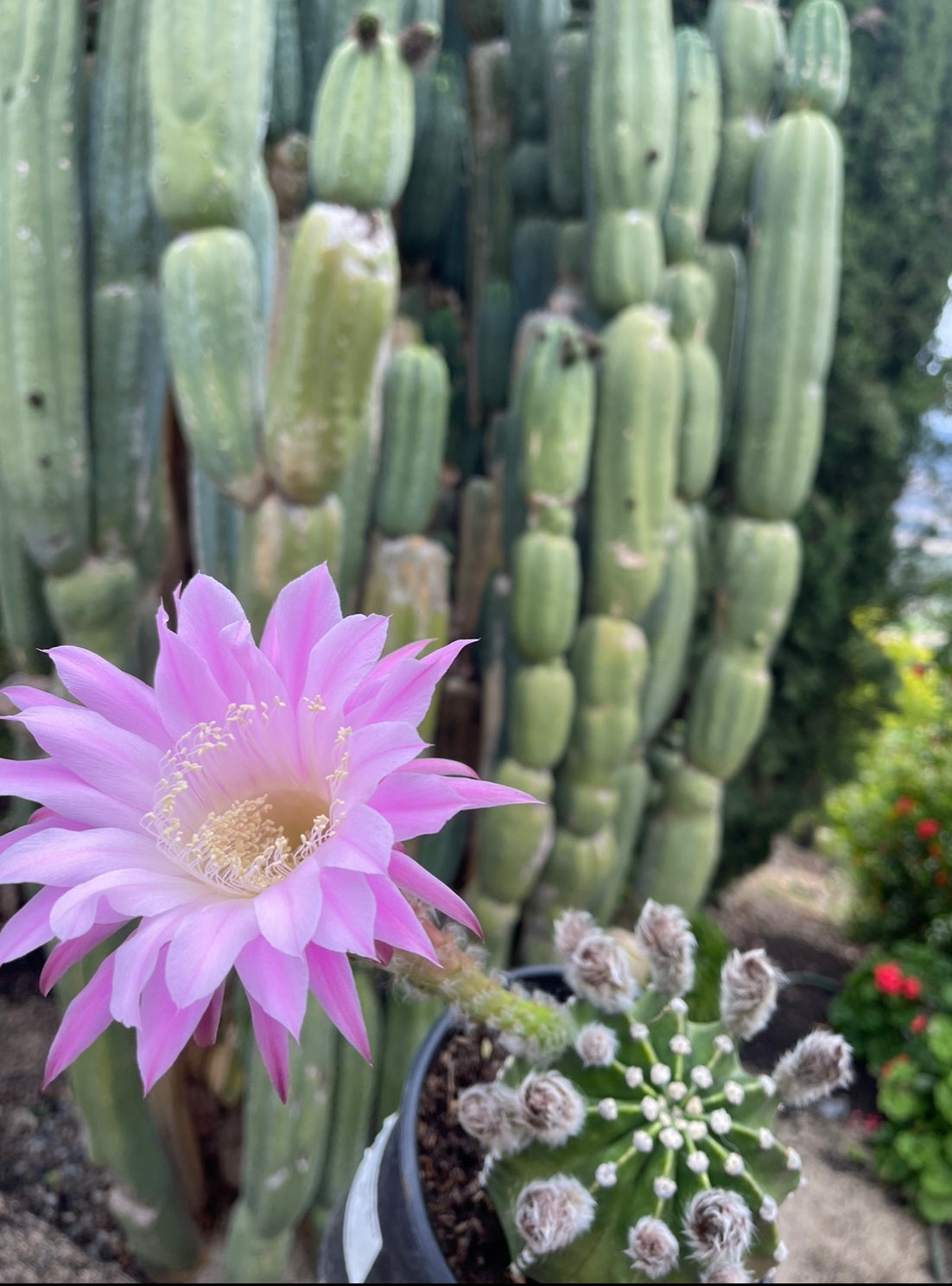 Flowering Echinopsis cactus !