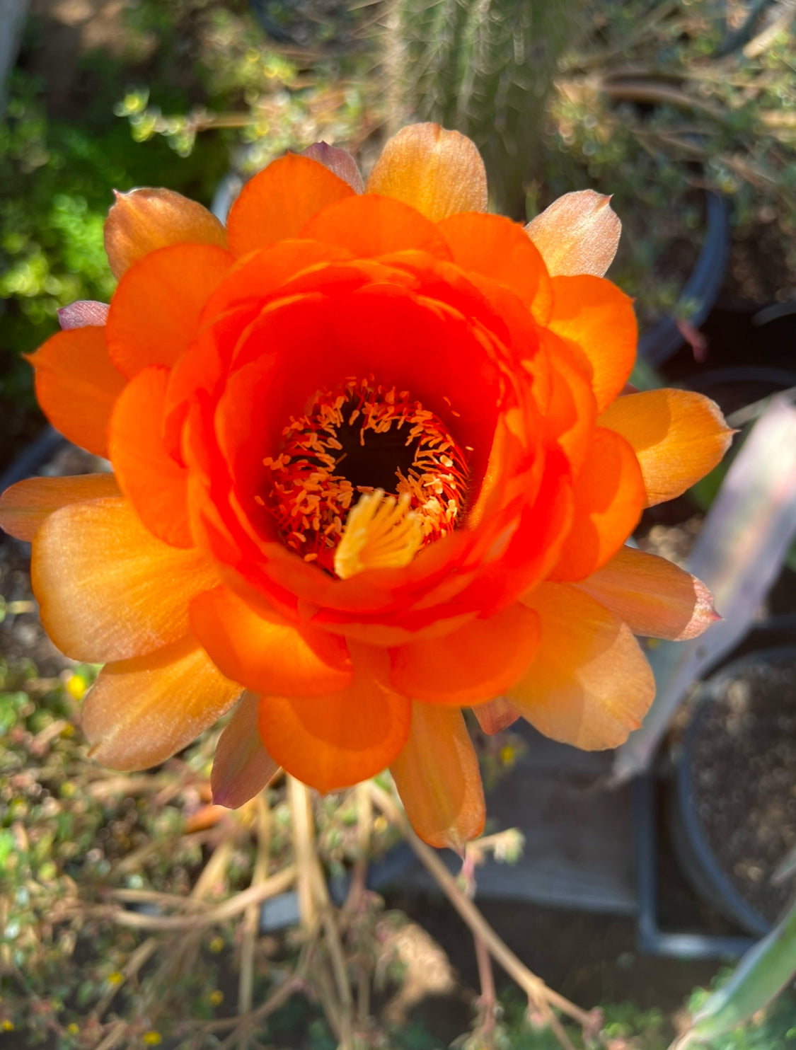 Trichocereus Huascha seeds