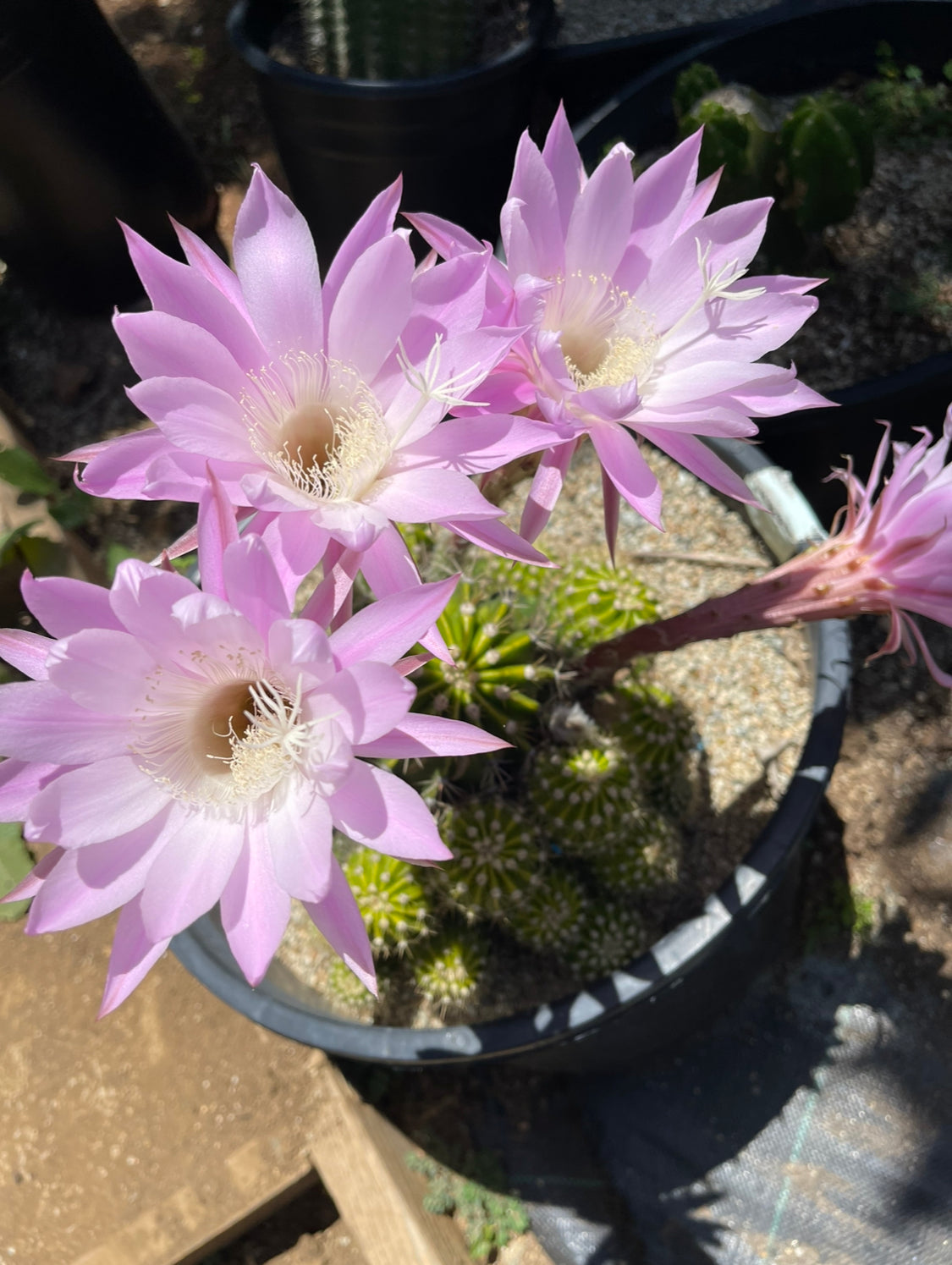 Flowering Echinopsis cactus !